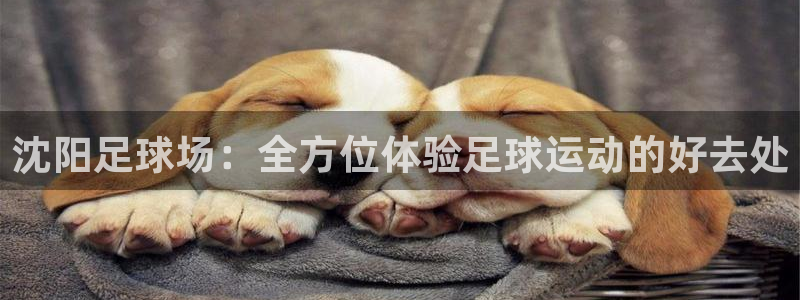 尊龙凯时人生就是博官网登录：沈阳足球场：全方位体验足球运